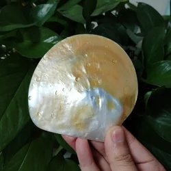 Natural Yellow Abalone Shell Real Polished Golden Pearl Seashell Smudge Bowl for Smudging and Incense Cones Shells for Crafts
