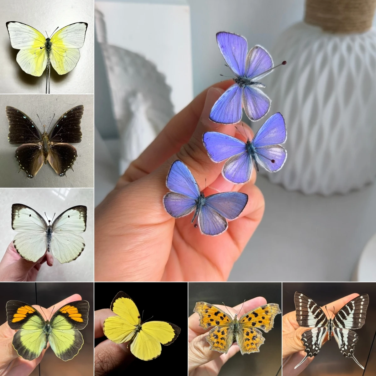 2211 Unspread Butterfly Raw Specimens Wholesale, Grade A1/A-, Multiple Species Available, You Can Select Varieties, for DIY