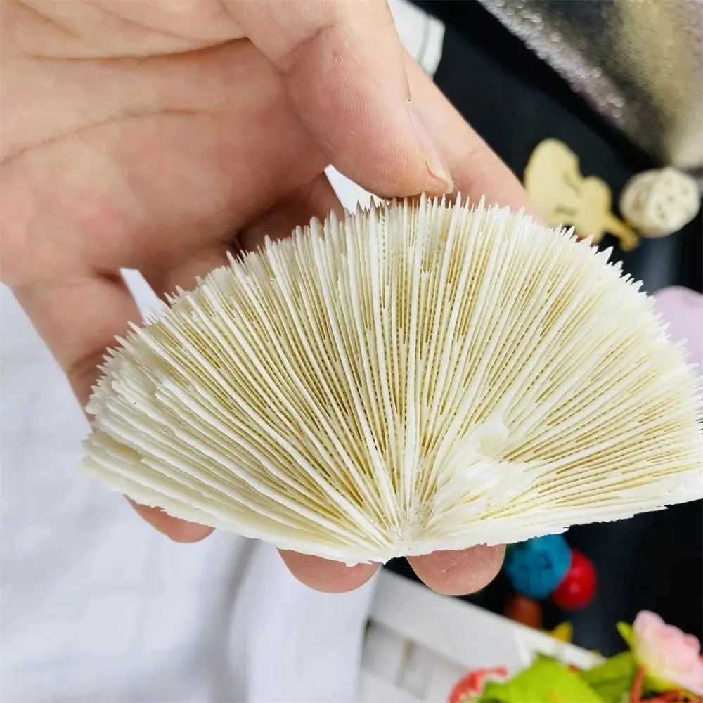 wholesal Natural Stone Coral Mushroom Fragments  Irregular Shapes Decorate The Beach Shell Aquarium Aquarium