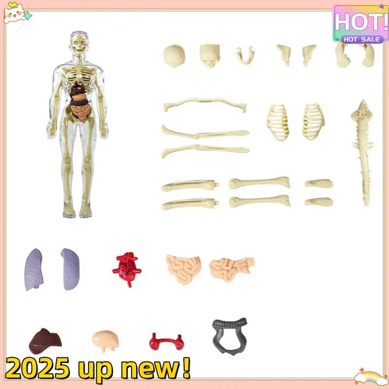 3D Human Body Torso Model Anatomy Model Skeleton Human Body Model Removable Parts