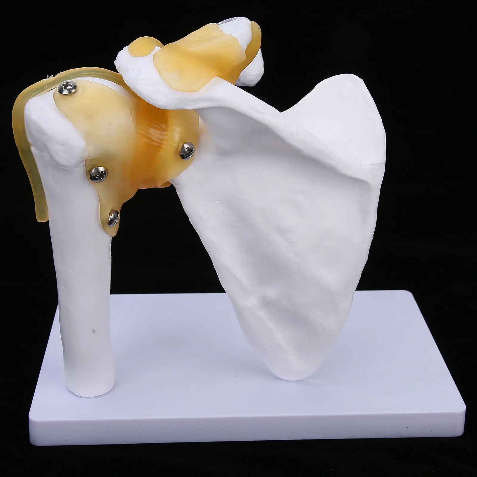 Functional Anatomical Life Size Human Anatomy Skeleton Shoulder Joint Bone Muscle Model For Teaching Study Tool