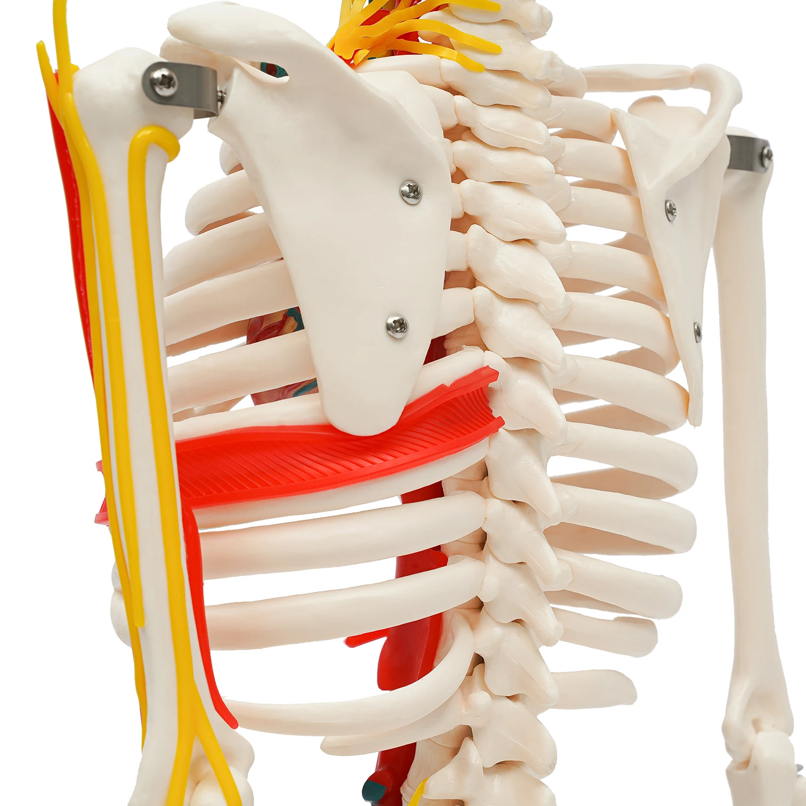 For Teaching Model 34" Model Skeleton Anatomical Human Anatomy Medical Stand Set