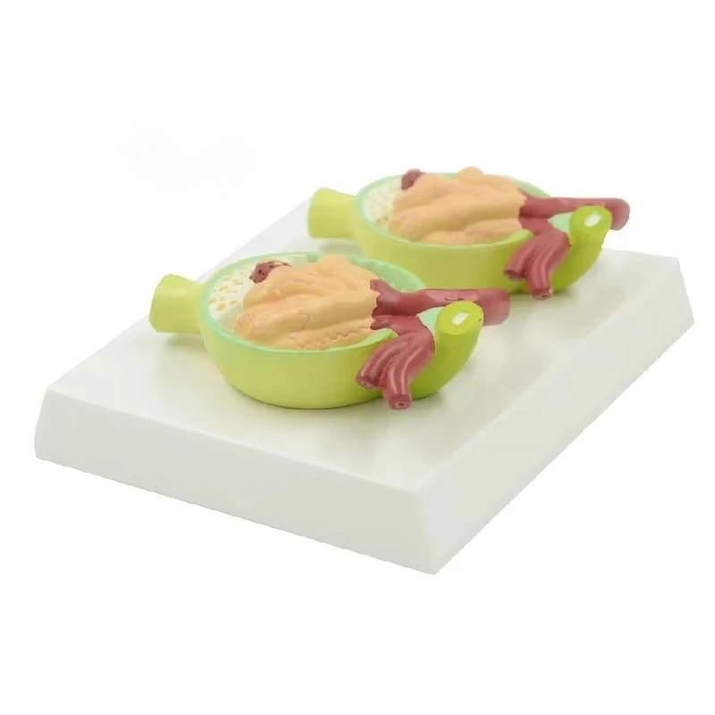 

Медицинская наука, внутренняя структура человека, модель протеина мочи