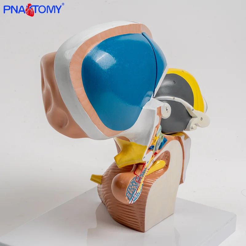 

Human Thalamus Model 4-part Interbrain Intuitive Brain Teaching Model