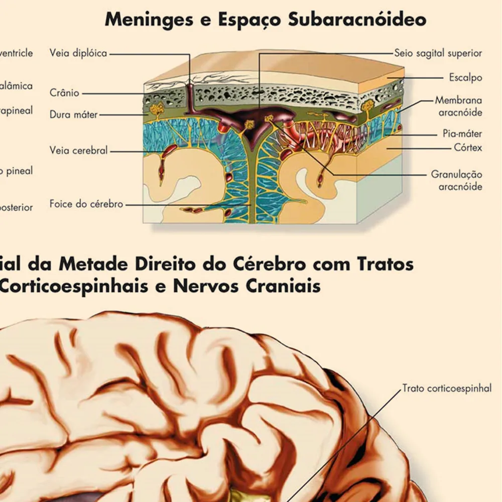 Human Musculature, Brain, Knee Joinrt, Foot Joints, Hand Wrist, Skull Posters Prints (Portuguese) Human Anatomy Wall Art Sticker view 3