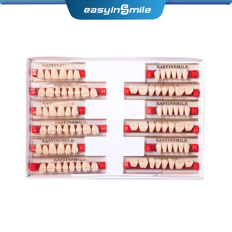 

Dental Teaching Model A1/A2/A3 of Maximum Standard Size Teeth Upper and Lower Model for Replacement DIY Halloween