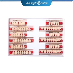 Dental Teaching Model A1/A2/A3 of Maximum Standard Size Teeth Upper and Lower Model for Replacement DIY Halloween