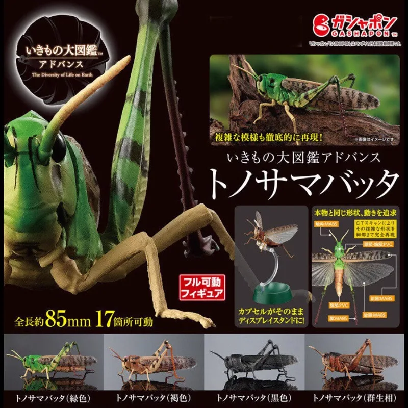 BANDAI Original Gashapon Cute Biology Map Artificial Insec Locust Grasshopper Kawaii Anime Figure Capsule Toys Assembly Model