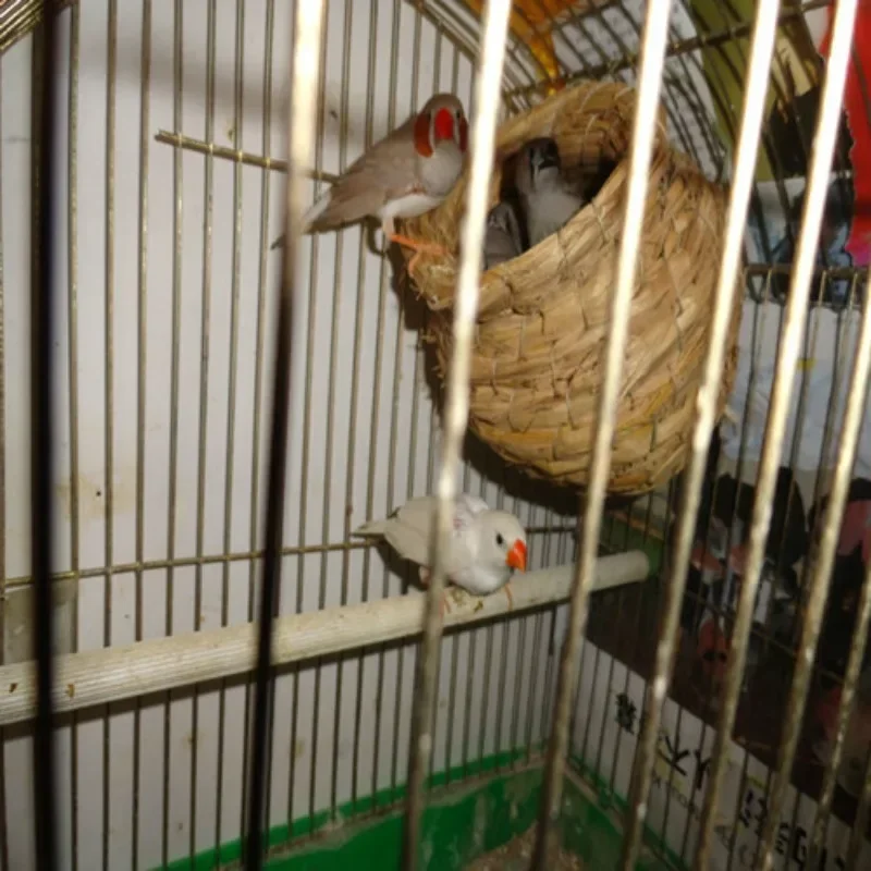 

Hanging Hummingbird Bird House Bird's Nest in Straw Garden Nest Woven House Hut Straw Bird Birdhouse House Handwoven