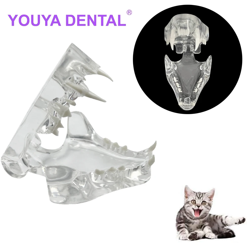 Transparent Cat Teeth Anatomical Model Dental Animals Oral Tooth Jaw Typodont For Veterinary Office Educational Decoration Tool