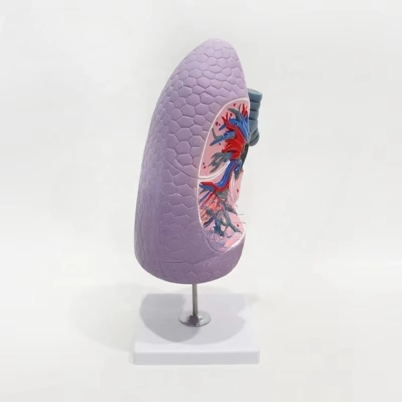 

High-quality hot-selling lung anatomy models