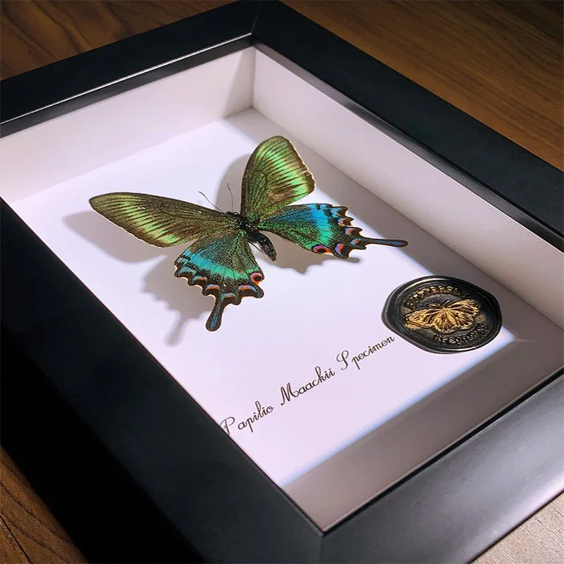 

Real Butterfly Specimens Decorative Paintings Three-dimensional Picture Frame Home Bedroom Desk Furniture Features Ornaments