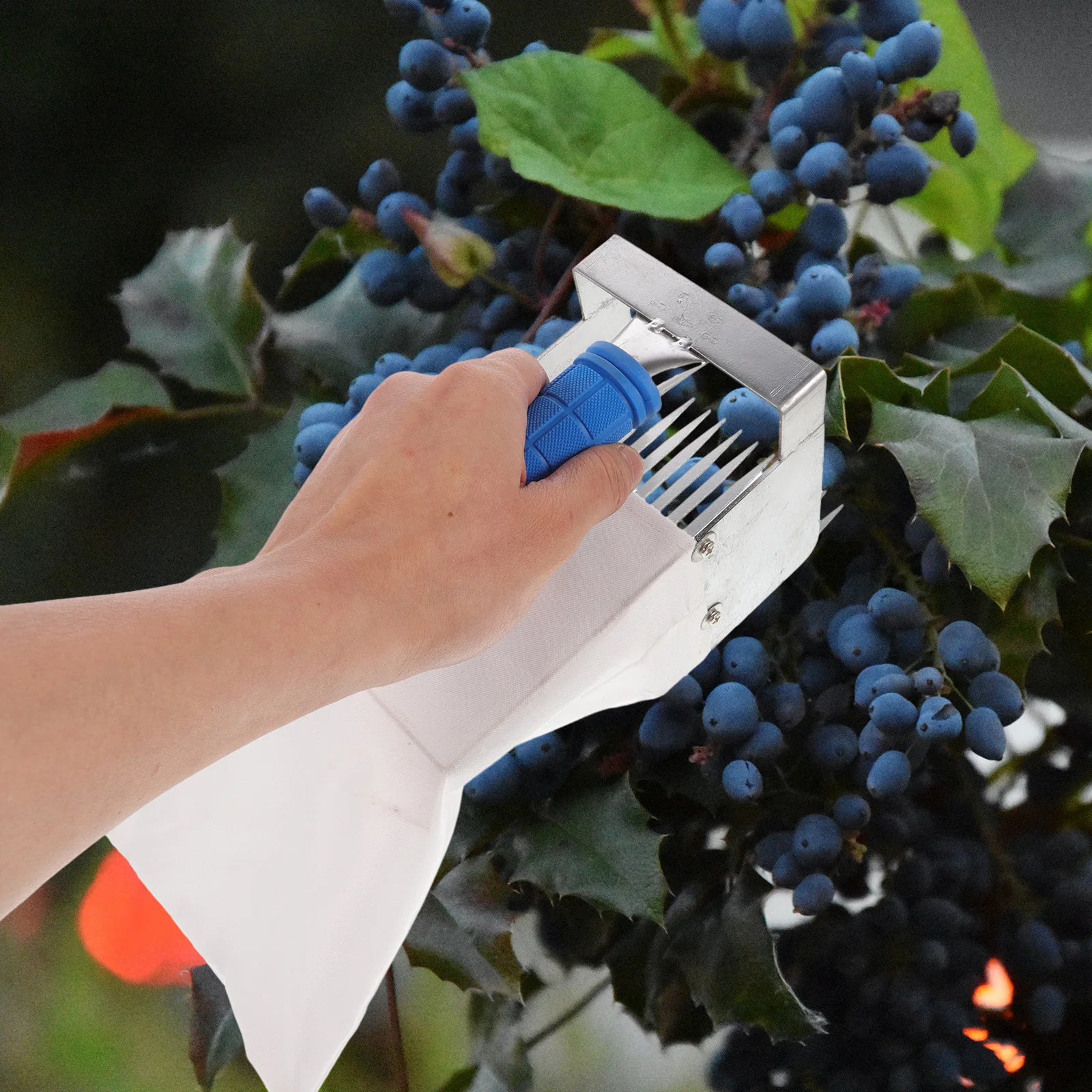 

Berry Picker Daisy Flower Garden Tool Lightweight Portable Blueberry Rake Scoop Harvesting Tool Fruit Collector for Small