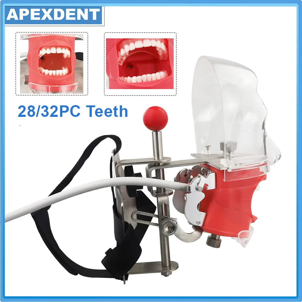 Dental Manikin Training Model Simulator With 28/32Pcs Teeth Simple Head Model Strap Type For Education Dentistry Instrument