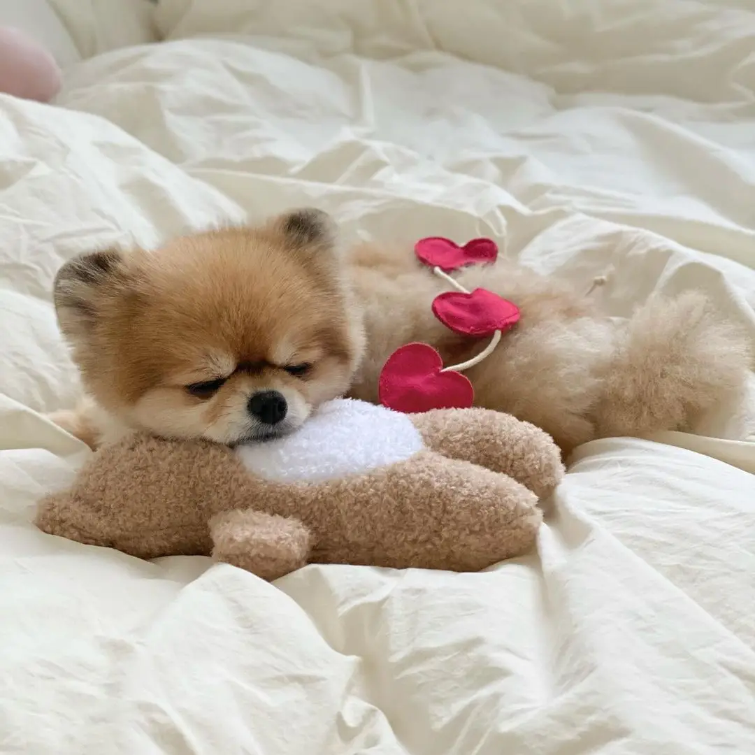 

Teddy Bear Toy With A Heart In Pocket Keep Company Pet Sleeps Toys Goodnight Gift Comfort Dog Toy