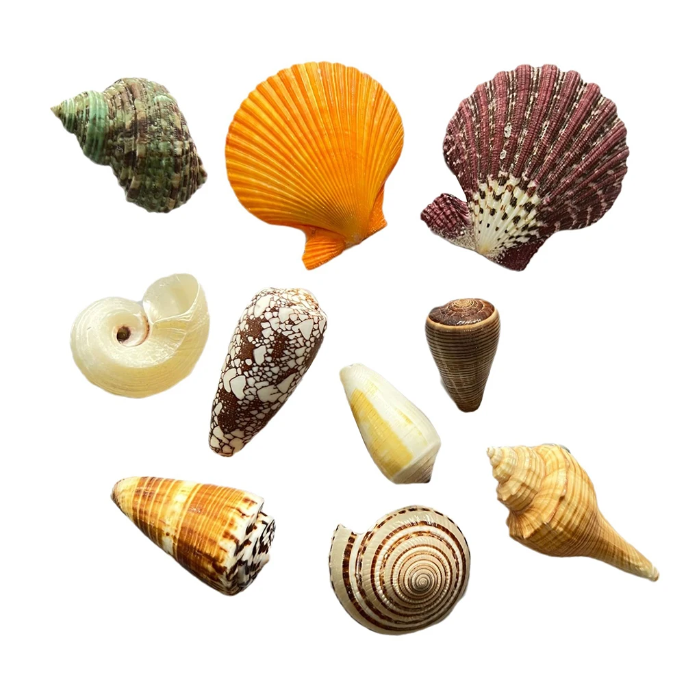 

10Pcs Seashell Ocean Theme Refrigerator Magnets Smooth Surface Fridge Magnet Accessories Kitchen Decor Magnetic Stickers