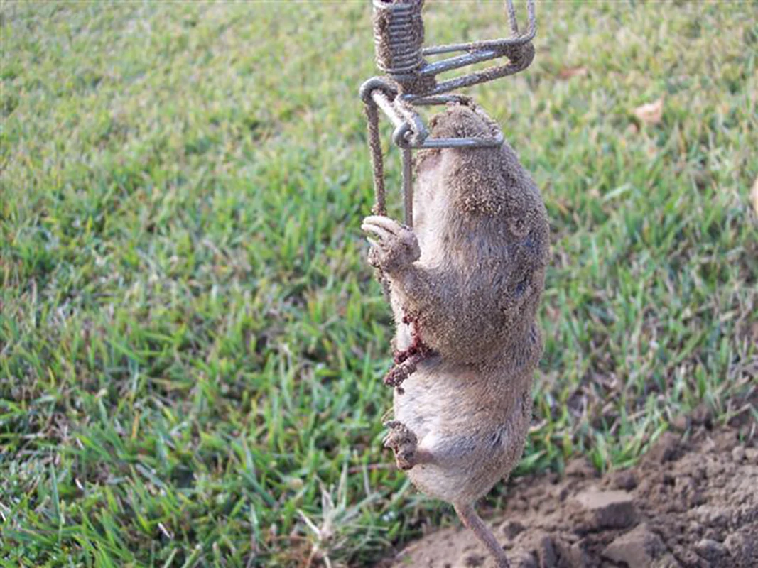 Outdoor Primavera Kill Trap, Aço inoxidável Mole e Gopher Coil Catcher