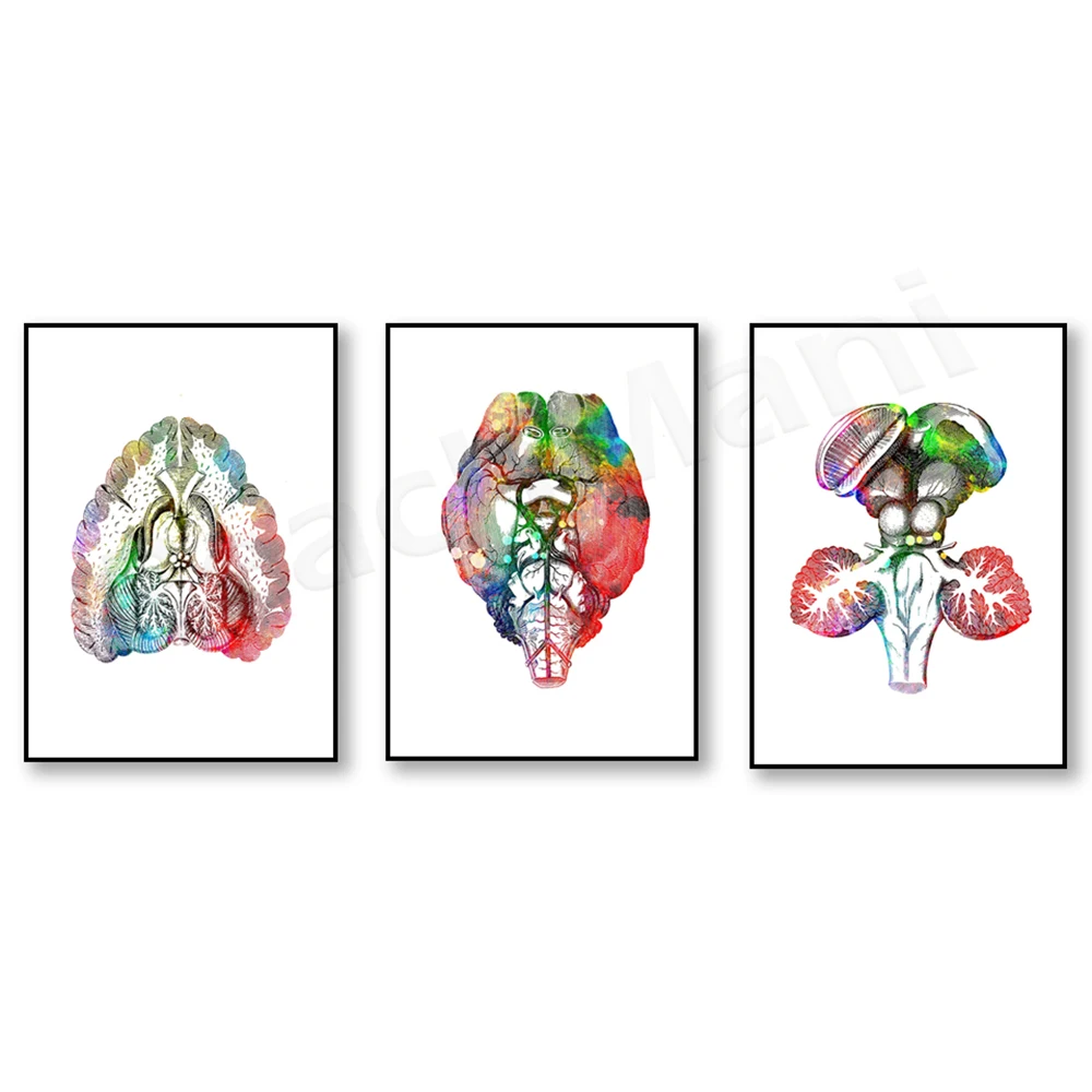 Neurology Watercolor Art Brain Structure Poster, Brain Biology Neurologist Gift Clinic Decor, Neuroscience Art Neurosurgeon Gift