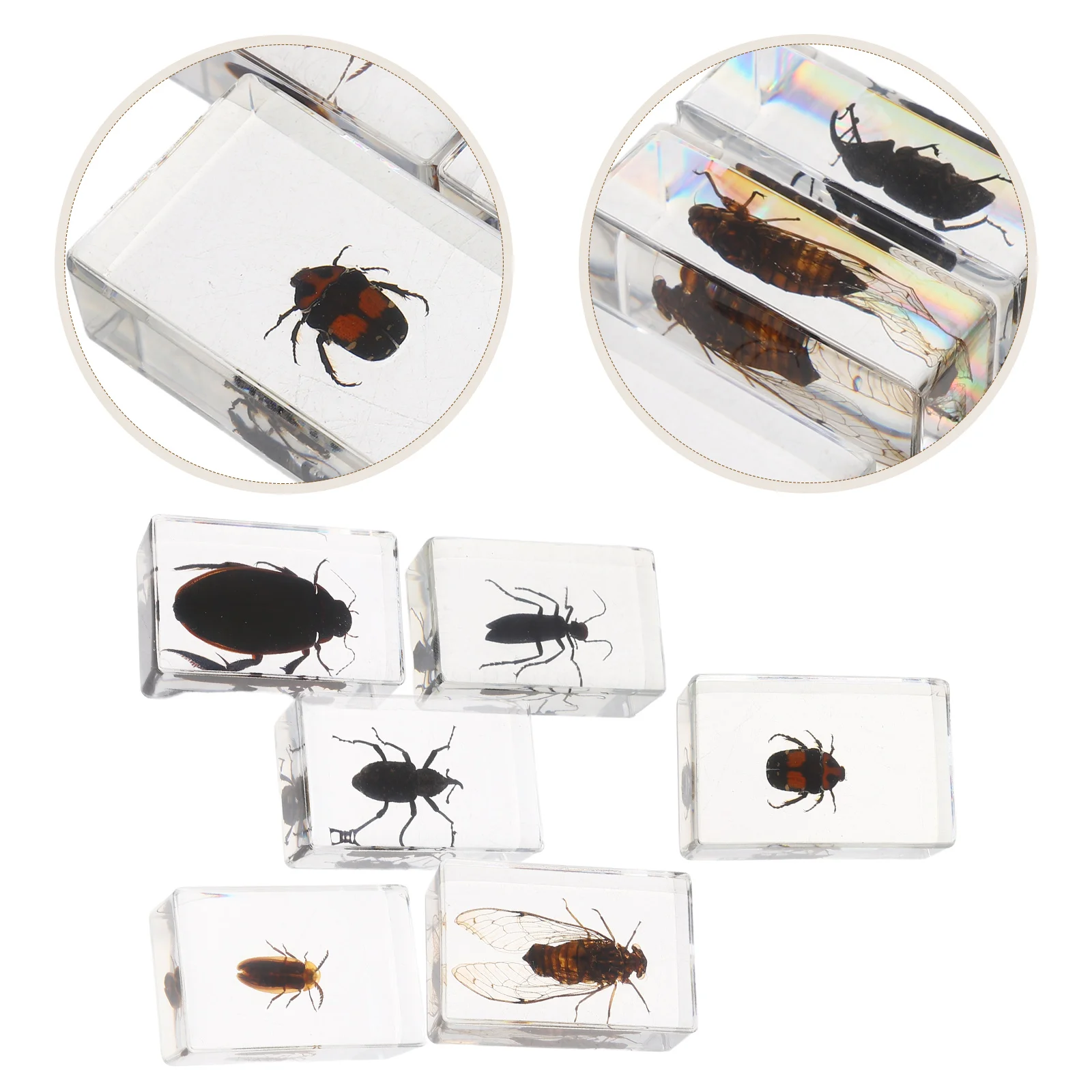 

6 Pcs Beetle Crafts Wasp Specimen Epoxy Transparent Resin Bugs Collection for Kids Child