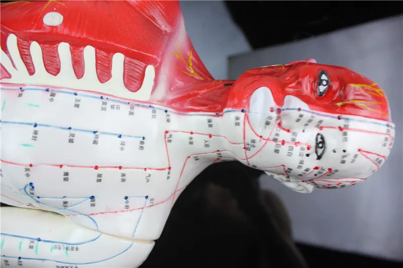 HD hard 60 cm Male Human Acupuncture Acupoint Model Muscle Anatomy Human Body Acupuncture Point Model Human Acupoints Model