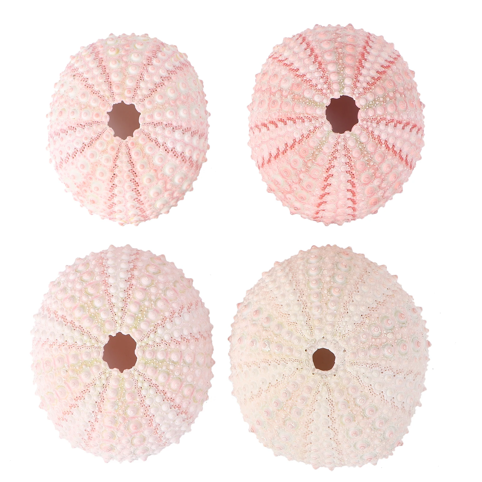 

4 Pcs Conch Shell Natural Material Pineapple Pot Planting Holder Containers DIY Handmade Pots