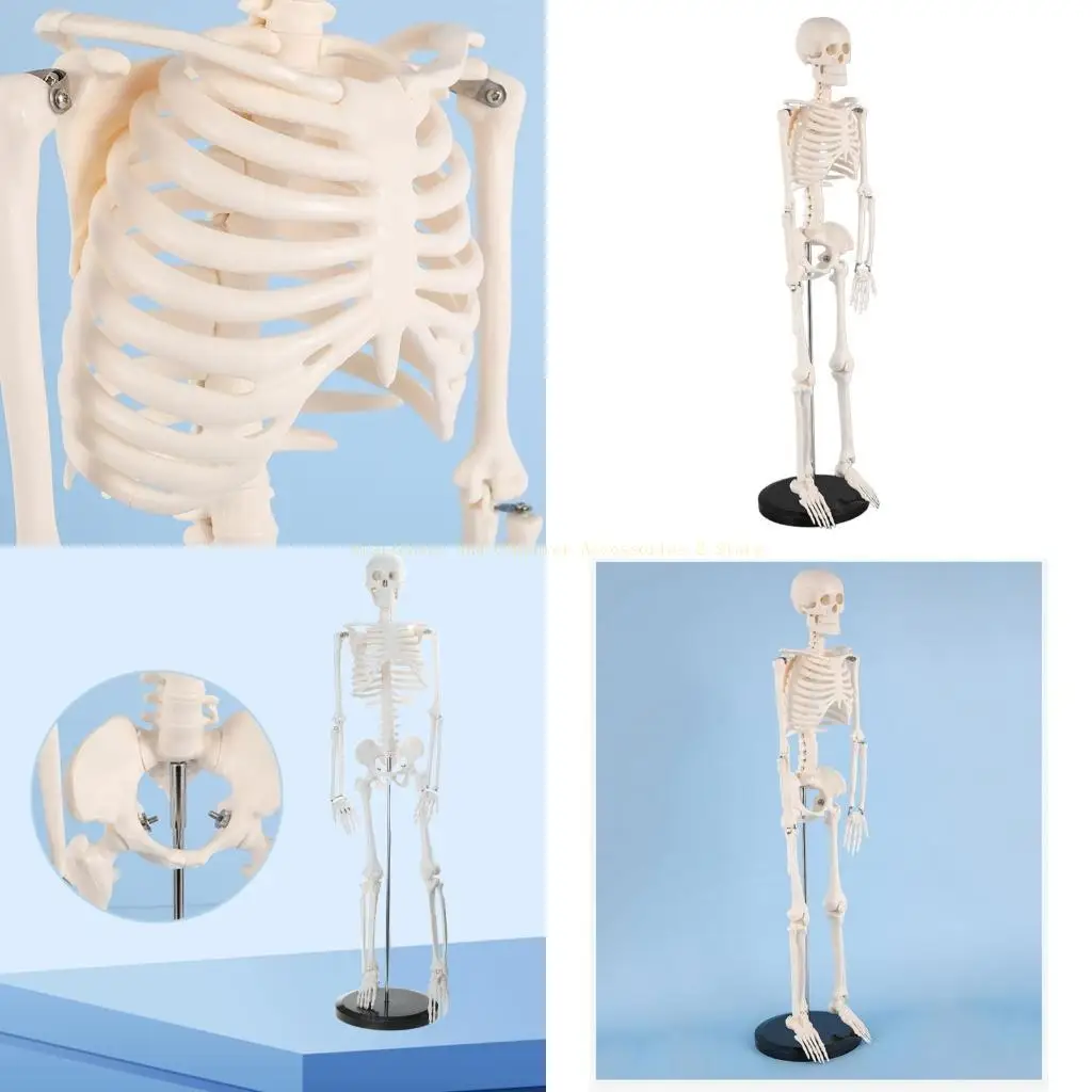 

85 см модели анатомии человеческого тела с Display Rick для больничной образовательной лекции