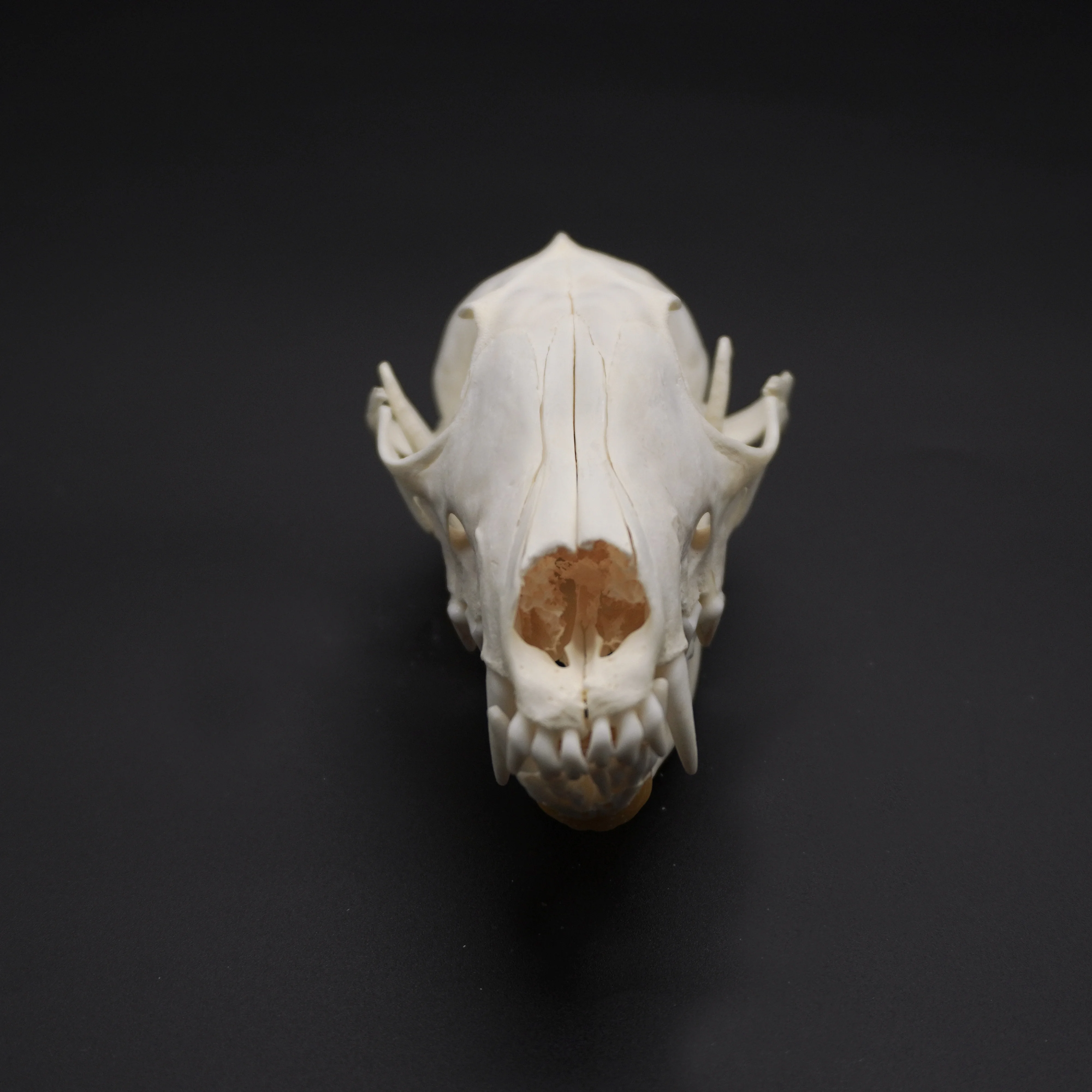 1/2/3/5/10Pcs Real Skull Crafts Fox Skull for DIY Decorative Collection Educational Taxidermy Teaching Model Display