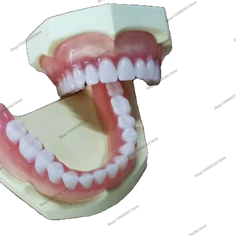 Wholesale full mouth denture sample models and elderly full mouth and half mouth tooth models are available