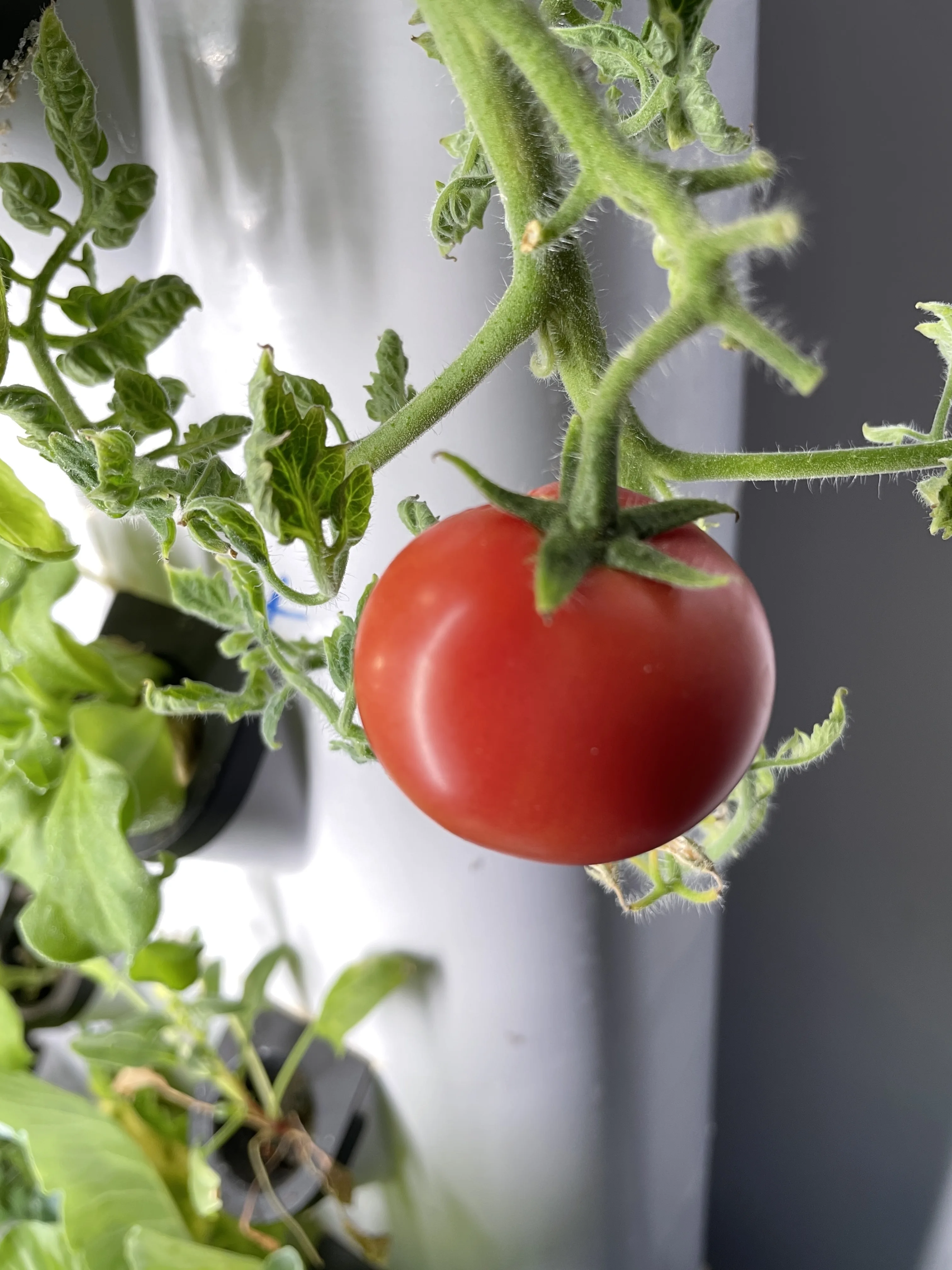 Hydroponic Growing System for  - Farming Zone ulasan dan harga