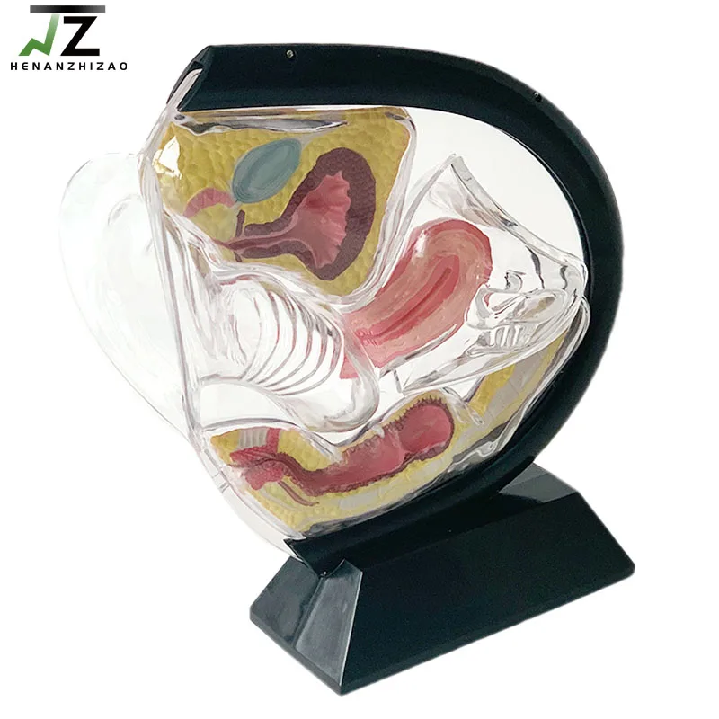 Medical Female Transparent Uterus Model Gynecological Demonstration Education