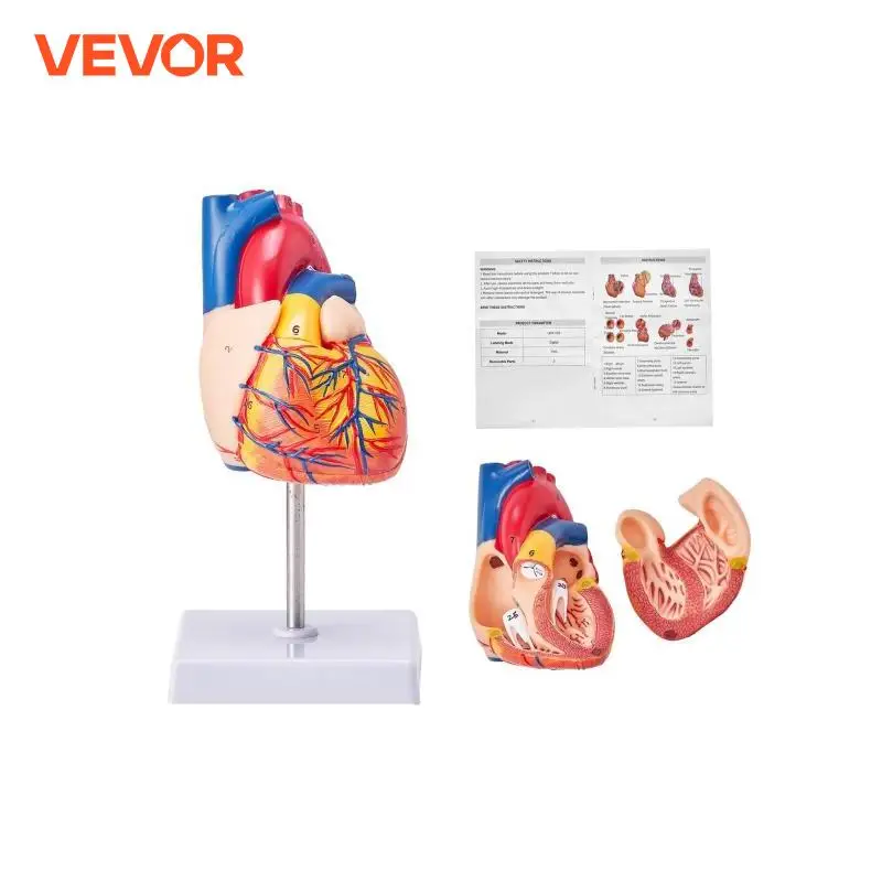 VEVOR-Modelo do Coração Humano com Estruturas Corretas, Modelo Numerado, Tamanho Real, Design Magnético, Base de Display para Aprendizagem, 2 Partes, 1:1