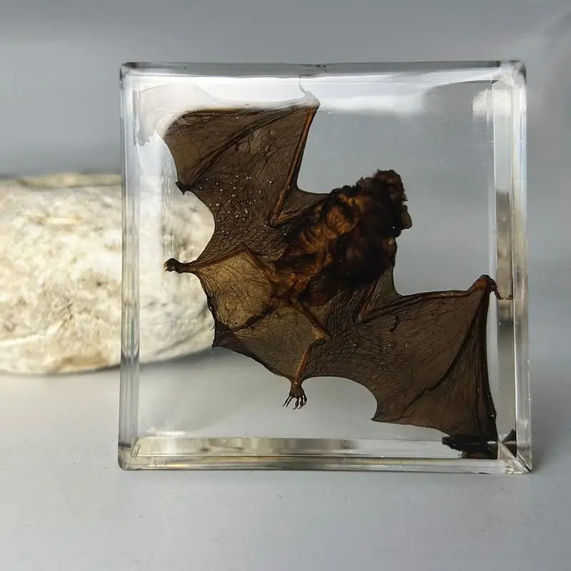 Real Animal Specimen Bat Specimen In Resin Tabletop Decor Acrylic Ornament Enlightening Educational Piece For Bookshelf Display