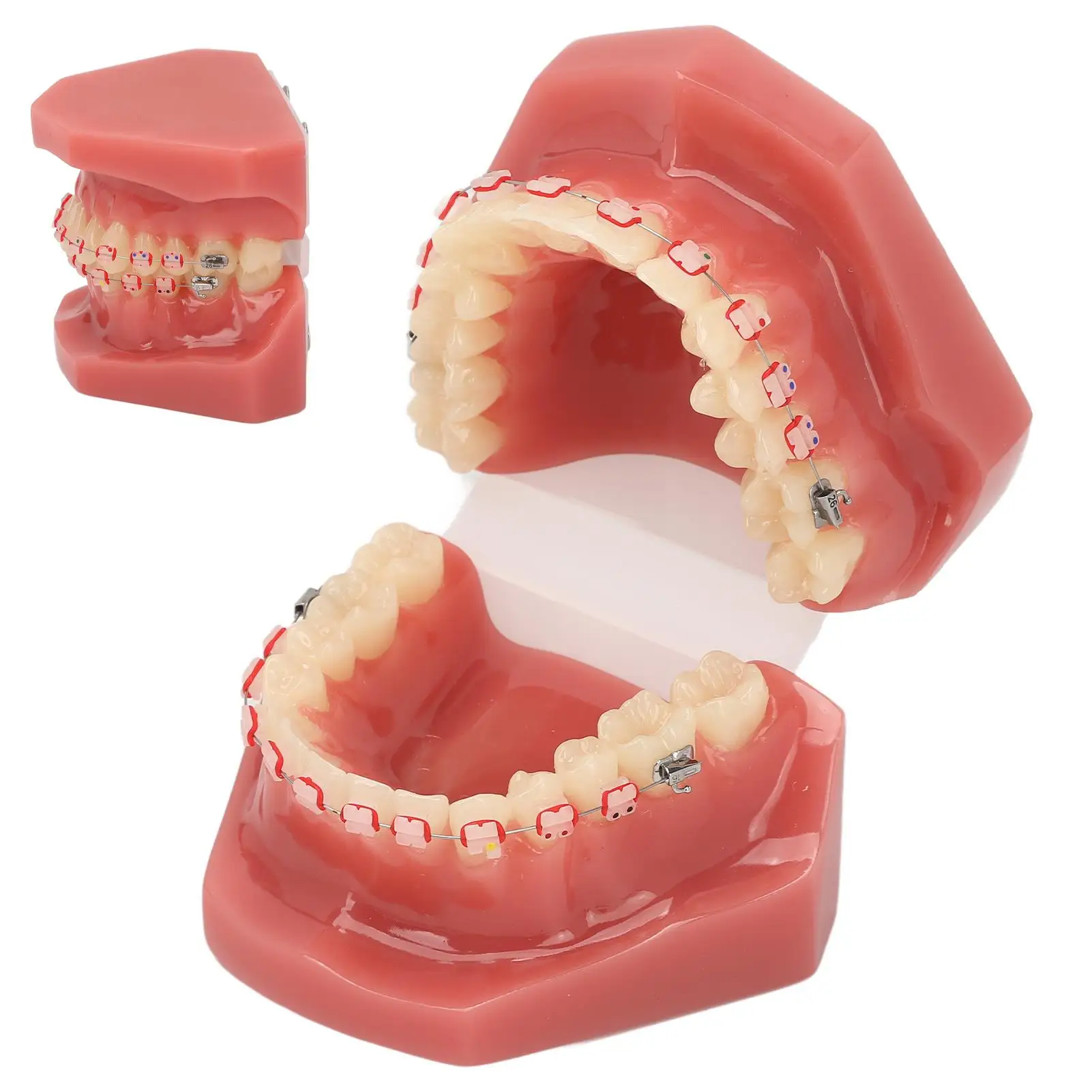 Modelo de demostración de ortodoncia portátil, modelo Dental simulado con alambre de Metal y cerámica de resina para dentistas y hospitales