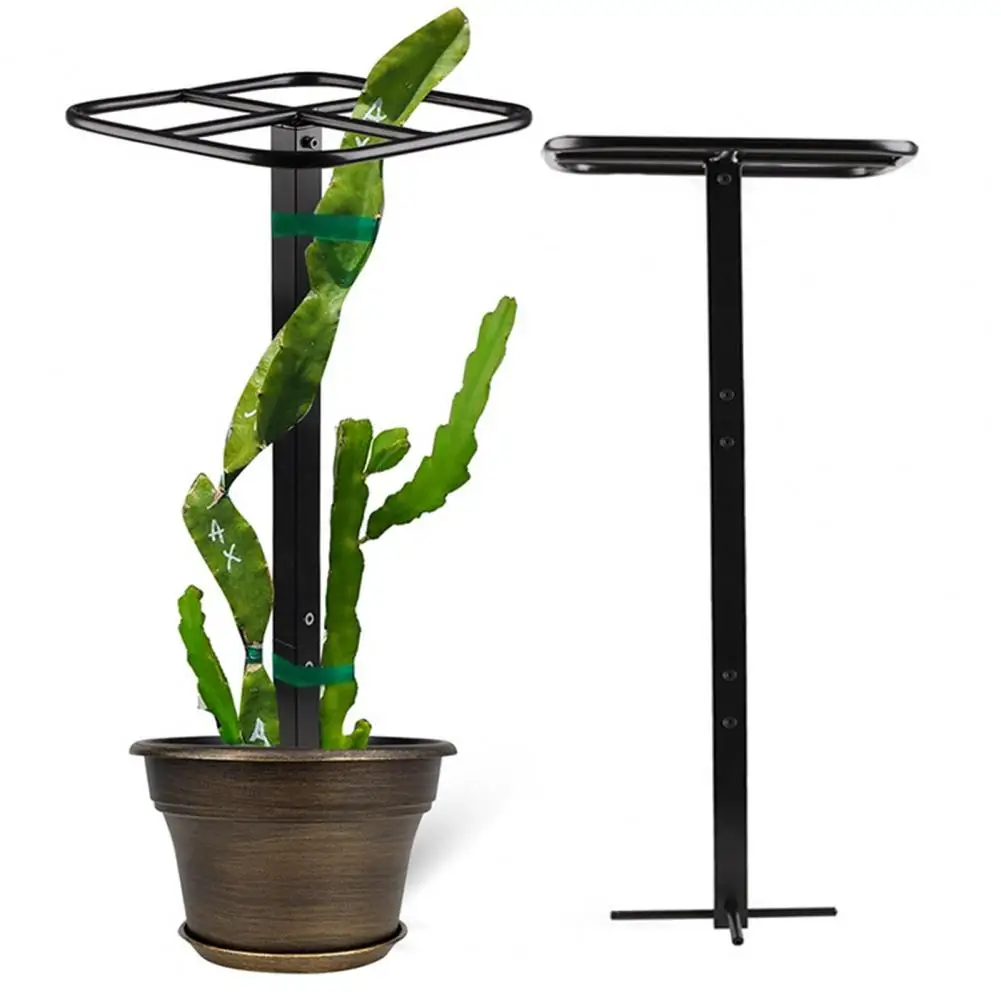 

Dragon Fruit Garden Trellis Plant Metal Climbing Plant Support For Indoor Outdoor Flower Vine Trellis For Decoration Holder Rack