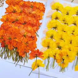 250pcs Pressed Dried Flower Side Cosmos Sulphureus Plants Herbarium For Makeup Jewelry Postcard Invitation Card Phone Case DIY