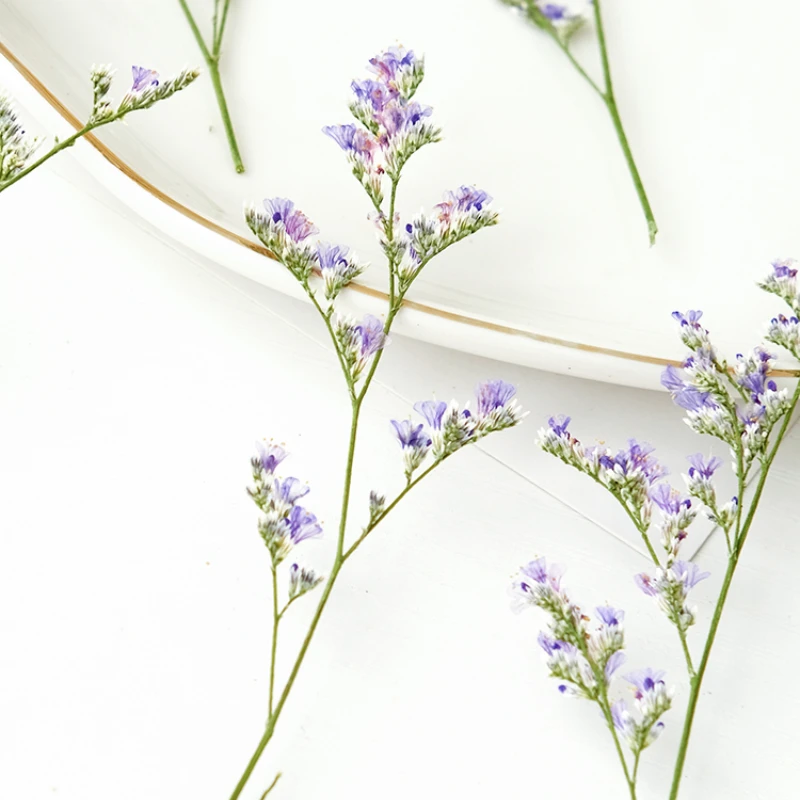 24 Stück/9–12 cm, Naturliebhaber, Gras, getrocknete Blumen, DIY-Grußkarte, Fotorahmen, Kleber, Handyhülle, handgefertigtes Lesezeichen, Maniküre-Material – Detail 4