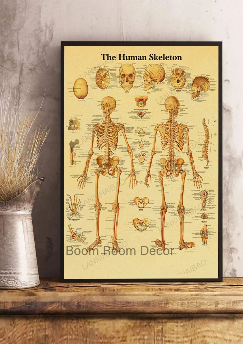 Anatomy and Physiology  Poster Kraft Paper Prints Home Decoration Wall Kraft Room Vintage Nostalgia Posters Art Wall Painting
