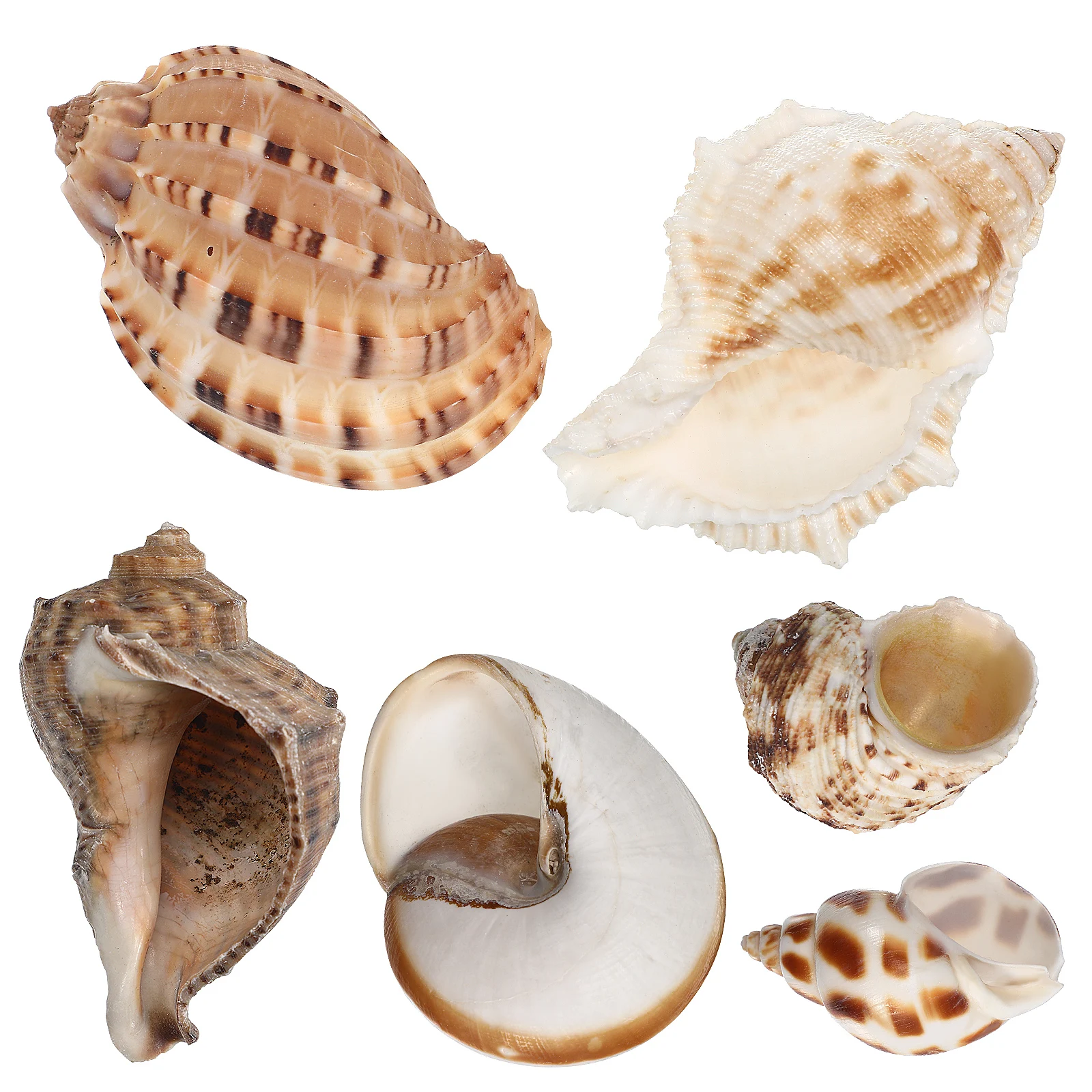 

6Pcs Conch Shell Decor Natural Large Hermit Crab Shells Aquarium Ornaments Beach Sea Shells Fish Tank Decoration Habitat