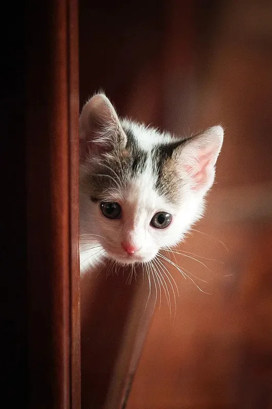 

RS RC Metal 1.9" Beadlock Wheel Rim Tire Set for 1/10 RC Crawler Car Axial SCX10 Wraith RR10 Capra Traxxas TRX4 YK4082 YK4083