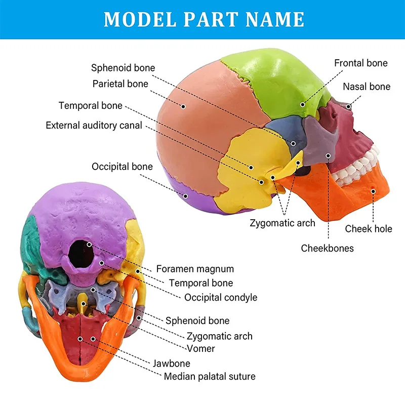 15pcs/set 4D Disassembled Color Skull Anatomical Model Detachable DIY Science Popularization Medical Supplies Tool