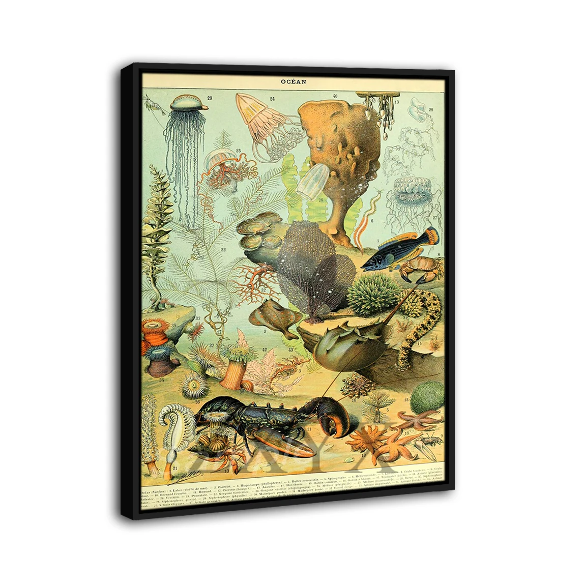 Vintage Sea Life Framed Poster Print Home Decor Wall Art Painting Oil Canvas