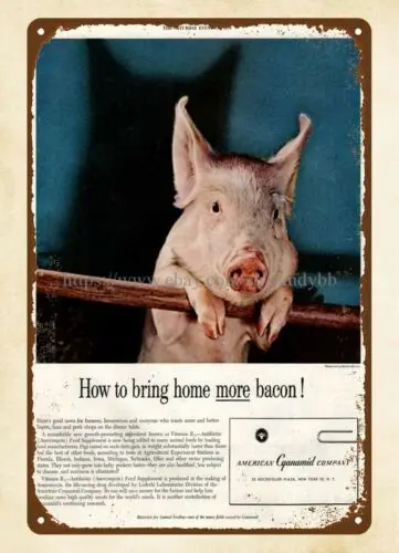 wall art plaque 1951 PIG railing on hind legs American Cyanamid metal tin sign sign