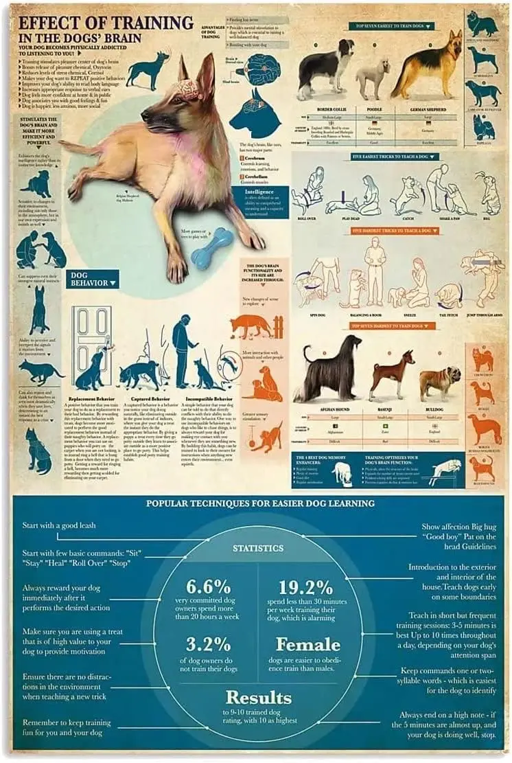 Youpinnong Panneaux métalliques décoratifs muraux sur l'entraînement canin, Affiches sur l'effet de l'entraînement sur le cerveau des chiens, Plaque infographique pour la maison