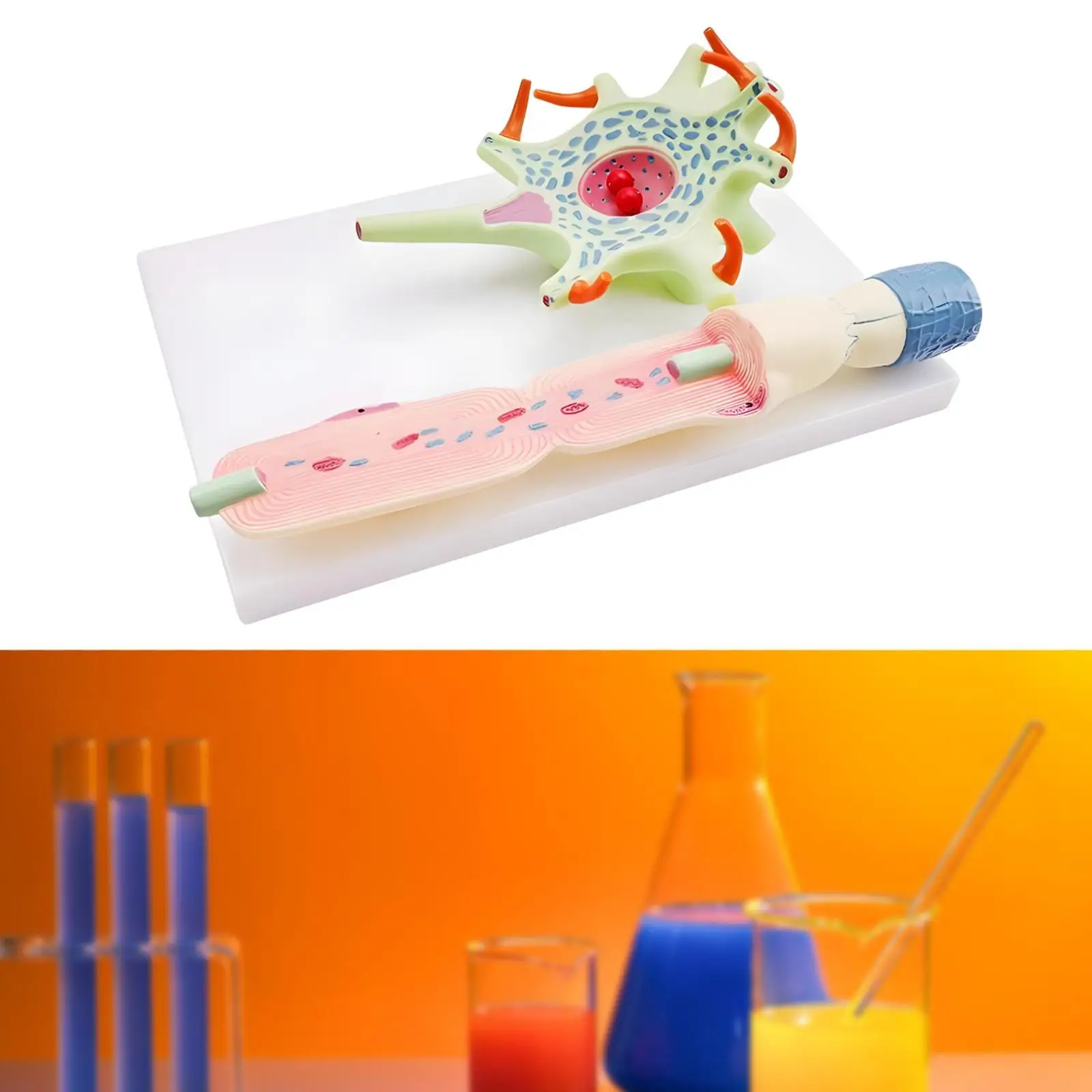 

Neuronal Cell Model Realistic for Classroom Study Display Desktop Display