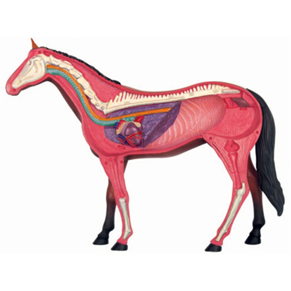 Modelo de anatomia de órgão animal 4d, inteligência de cavalo, montagem de brinquedo, modelo de anatomia de ensino, aparelhos científicos populares diy