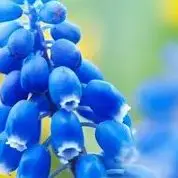 

Motor Electric Drill Wood/Bolt/T-Mode For Makita 18V AIMJIN DTD173 1800rpm Cordless Impact Driver 180Nm Brushless