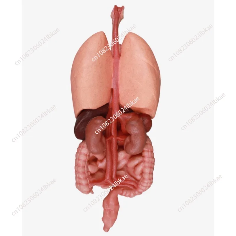 التدريس الطبي للكبد والطحال والرئتين والكلى والهياكل المعدية في نماذج الجهاز البشري نموذج جسم الإنسان #1