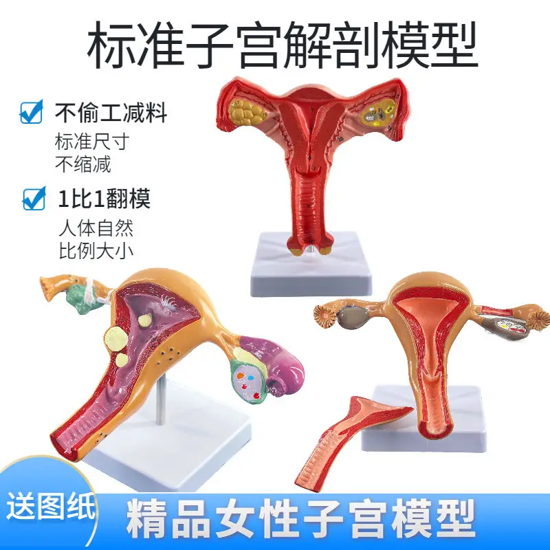 

Human Uterine Anatomy Model: Female Vaginal Reproductive System, Bilateral Ovaries, Uterine Normal Pathology, Uterine Teaching