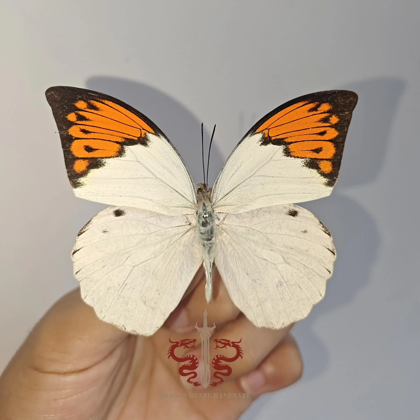 Butterfly specimen Hebomoia glaucippe, 1pc wings spread A1/A- high quality, Decorative Display Collection Gifts