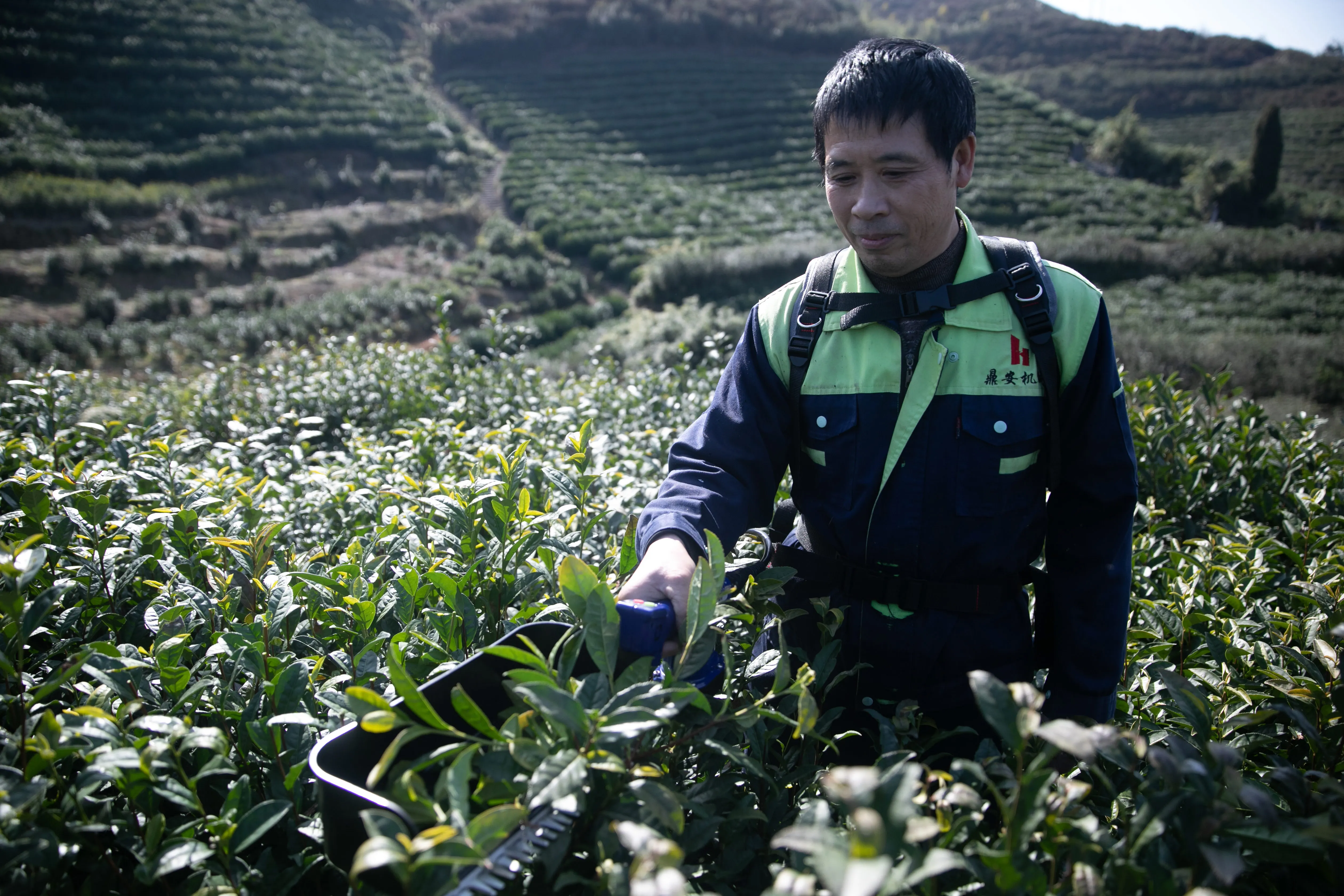 2022 New Design Electric Tea Picking Machine Equipped With Brush-less Iron-less Disc Motor